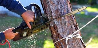 Professional Tree Care in White Pigeon, MI