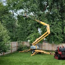 Tree Care